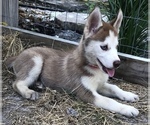 Small Photo #3 Siberian Husky Puppy For Sale in NEW PORT RICHEY, FL, USA