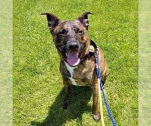 Blue - Male American Pit Bull Terrier-German Shepherd Dog Mix Dog for Adoption - Photo #2
