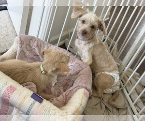 Willow Barton - Female Mal-Shi Dog for Adoption - Photo #7