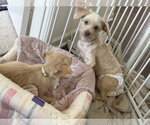 Small Photo #7 Mal-Shi Puppy For Sale in Holly Springs, NC, USA