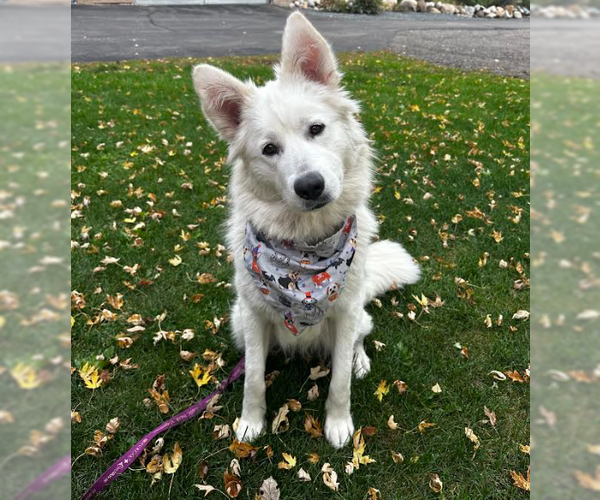 Medium Photo #2 Samoyed-Unknown Mix Puppy For Sale in Brooklyn Center, MN, USA