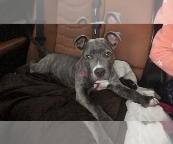 Medium Photo #6 American Staffordshire Terrier Puppy For Sale in IRVING, TX, USA