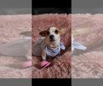 Small #2 Chihuahua Mix