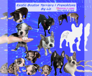 Boston Terrier Dog for Adoption in LAS VEGAS, Nevada USA