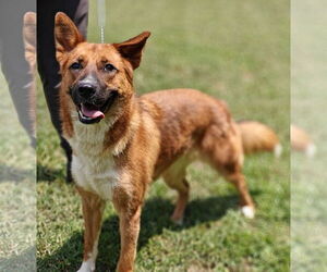 Border Collie Dogs for adoption in Talladega, AL, USA