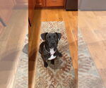 Small #7 Bulldog-Labrador Retriever Mix