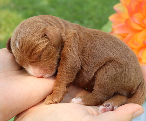 Medium Photo #12 Cavapoo Puppy For Sale in THORP, WI, USA