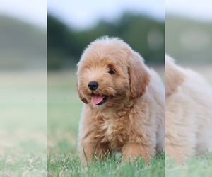 Goldendoodle Puppy for sale in ITASCA, TX, USA