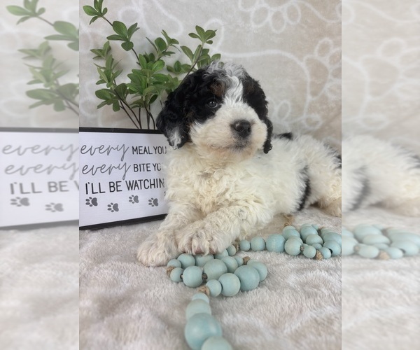 Medium Photo #3 Bernedoodle (Miniature) Puppy For Sale in INDIANAPOLIS, IN, USA
