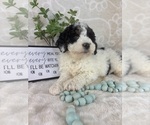 Small #2 Bernedoodle (Miniature)