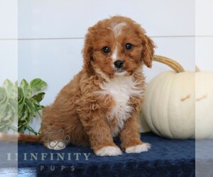 Cavapoo Puppy for sale in NARVON, PA, USA