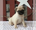 Small Photo #1 Pug Puppy For Sale in NARVON, PA, USA