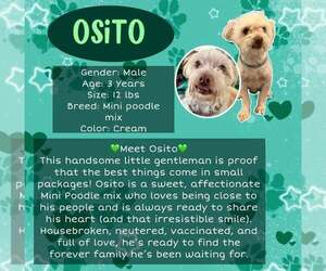 Poodle (Miniature) Dogs for adoption in Rancho Cordova, CA, USA