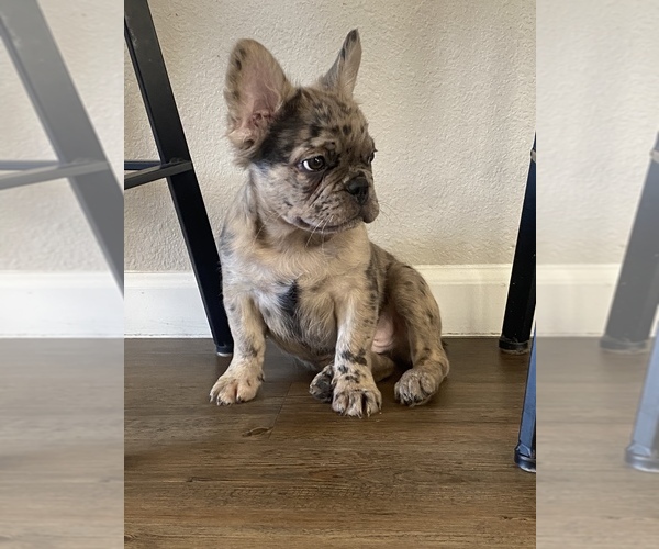 Full screen Photo #3 French Bulldog Puppy For Sale in OAKLEY, CA, USA