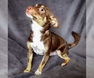 Chihuahua Dogs for adoption in Albuquerque, NM, USA