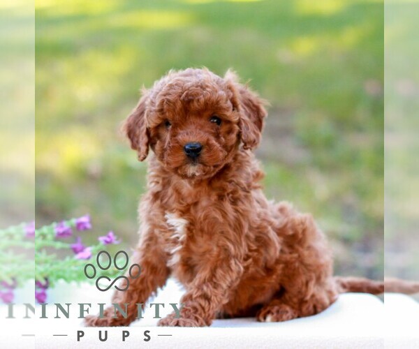 Medium Photo #1 Cavapoo (Miniature) Puppy For Sale in LITITZ, PA, USA