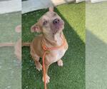 Small #1 American Pit Bull Terrier