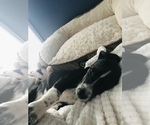 Small Photo #4 Beagle Puppy For Sale in WILLIAMSON, NY, USA