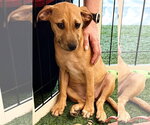 Small #3 Black Mouth Cur Mix
