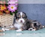 Puppy Candy Miniature Australian Shepherd