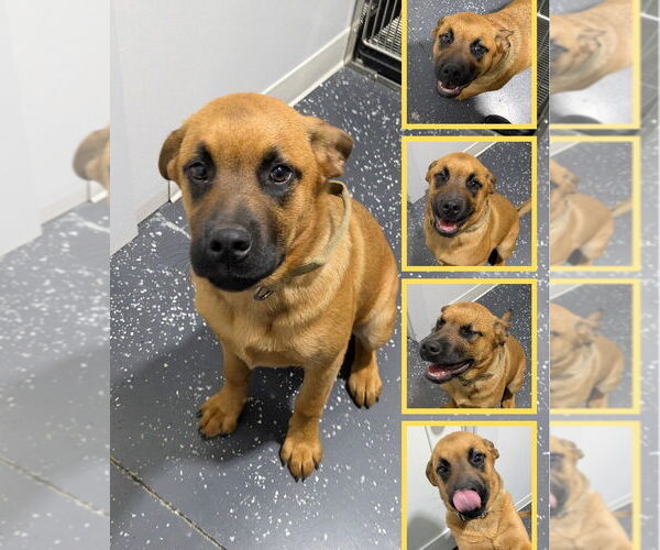 Medium Photo #7 Rottweiler-Unknown Mix Puppy For Sale in McKinney, TX, USA
