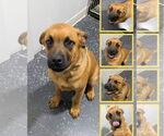 Small #6 Rottweiler Mix