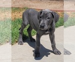 Small #20 Great Dane