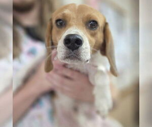 Beagle Dogs for adoption in Martinsburg, WV, USA