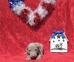 Small #15 Weimaraner