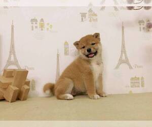 Shiba Inu Puppy for sale in SAN JOSE, CA, USA