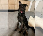 Small Labrador Retriever Mix