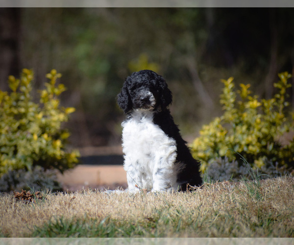 Medium Photo #1 Goldendoodle Puppy For Sale in RALEIGH, NC, USA