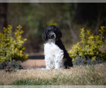 Small Photo #1 Goldendoodle Puppy For Sale in RALEIGH, NC, USA