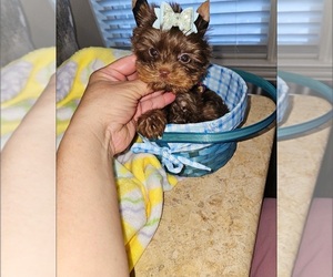 Yorkshire Terrier Puppy for sale in ROYSE CITY, TX, USA