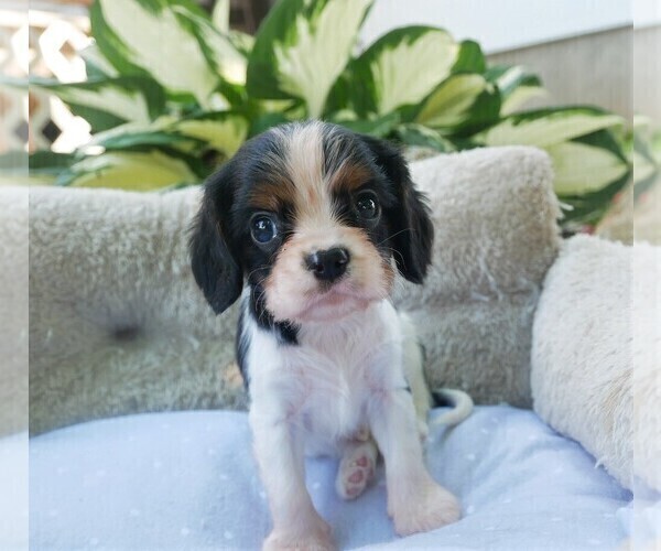 Medium Photo #7 Cavalier King Charles Spaniel Puppy For Sale in SCOTTVILLE, MI, USA