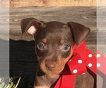 Small #4 Miniature Pinscher