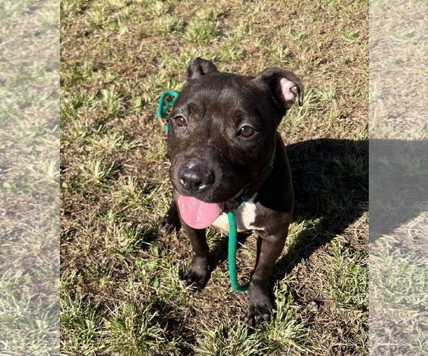 Medium Photo #4 American Pit Bull Terrier-Unknown Mix Puppy For Sale in Crete, IL, USA