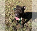 Small #3 American Pit Bull Terrier Mix