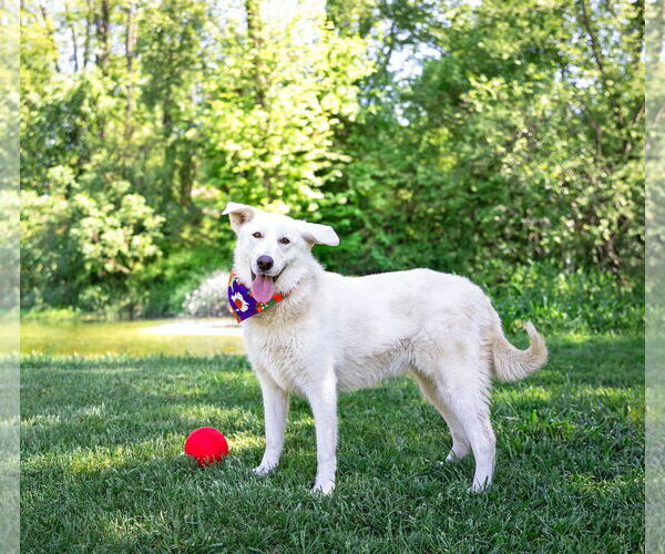 Medium Photo #2 Labrenees Puppy For Sale in Unionville, PA, USA