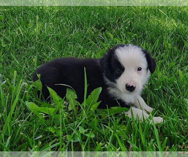 Medium Photo #10 Border Collie Puppy For Sale in NORBORNE, MO, USA