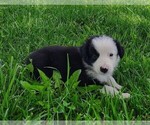 Small Photo #10 Border Collie Puppy For Sale in NORBORNE, MO, USA