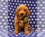 Small Photo #1 Goldendoodle-Poodle (Miniature) Mix Puppy For Sale in LINCOLN UNIV, PA, USA
