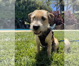 Medium Cairn Terrier Mix