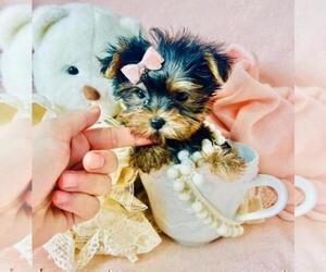 Yorkshire Terrier Puppy for sale in MIAMI, FL, USA
