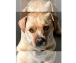 Small Photo #4 Labrador Retriever-Pembroke Welsh Corgi Mix Puppy For Sale in Studio City, CA, USA