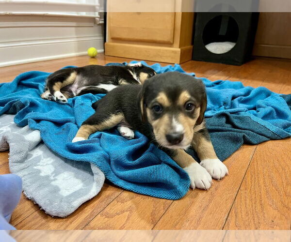 Medium Photo #2 Doxle Puppy For Sale in Mooresville, NC, USA