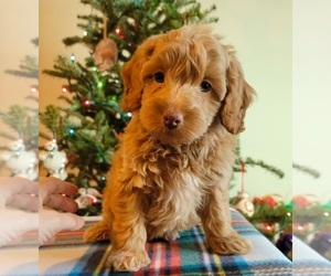 Cock-A-Poo Puppy for sale in TAMPA, FL, USA