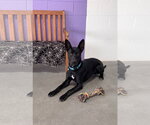 Small Photo #2 Labrador Retriever-Unknown Mix Puppy For Sale in Genesee, WI, USA