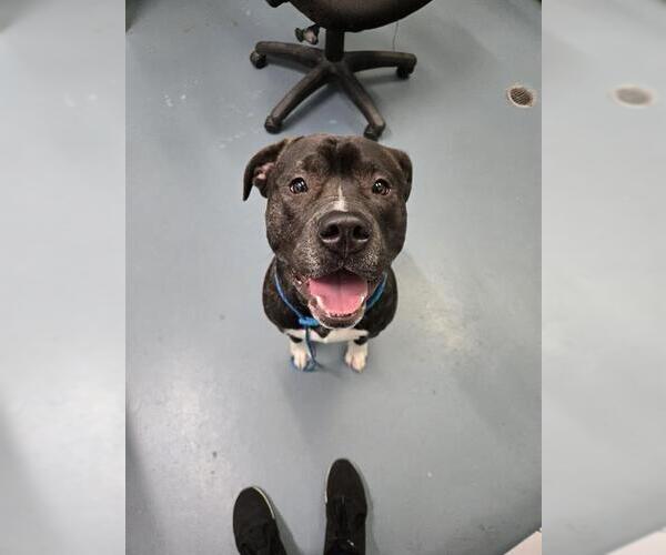 Medium Photo #1 Bulloxer Puppy For Sale in London, Ontario, Canada