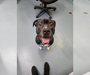 Bulloxer Dogs for adoption in London, Ontario, Canada